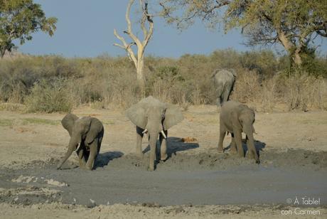Safari en Botswana, la Autenticidad de Savute