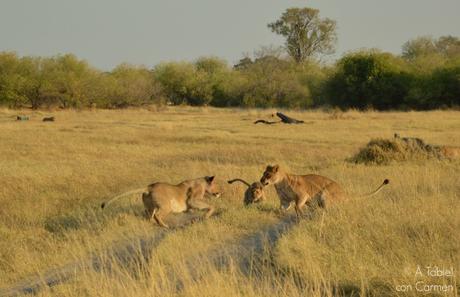 Safari en Botswana, la Autenticidad de Savute