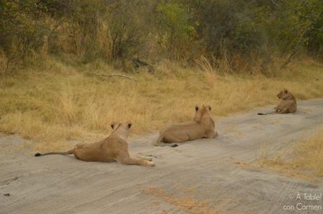 Safari en Botswana, la Autenticidad de Savute