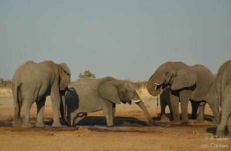 Safari en Botswana, la Autenticidad de Savute