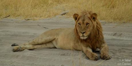 Safari en Botswana, la Autenticidad de Savute