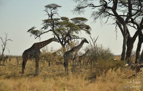 Safari en Botswana, la Autenticidad de Savute