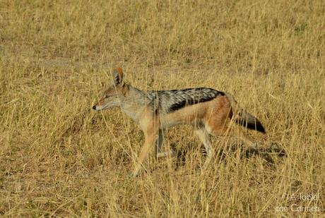Safari en Botswana, la Autenticidad de Savute