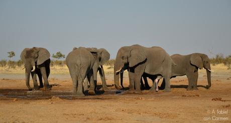 Safari en Botswana, la Autenticidad de Savute