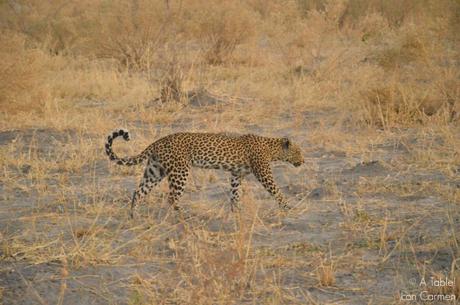 Safari en Botswana, la Autenticidad de Savute