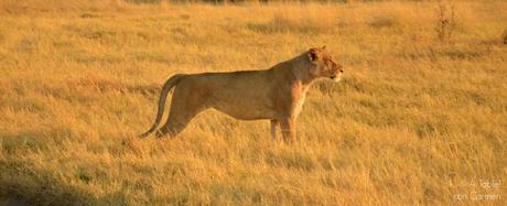 Safari en Botswana, la Autenticidad de Savute