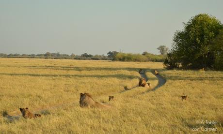 Safari en Botswana, la Autenticidad de Savute