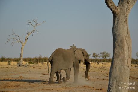Safari en Botswana, la Autenticidad de Savute