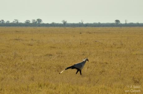 Safari en Botswana, la Autenticidad de Savute
