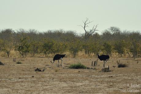 Safari en Botswana, la Autenticidad de Savute