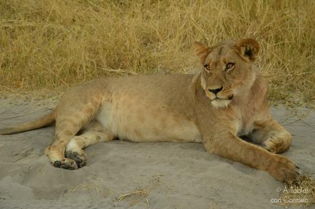 Safari en Botswana, la Autenticidad de Savute