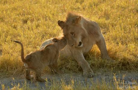 Safari en Botswana, la Autenticidad de Savute