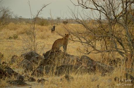 Safari en Botswana, la Autenticidad de Savute