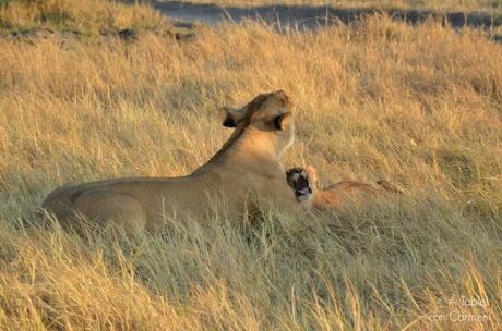 Safari en Botswana, la Autenticidad de Savute
