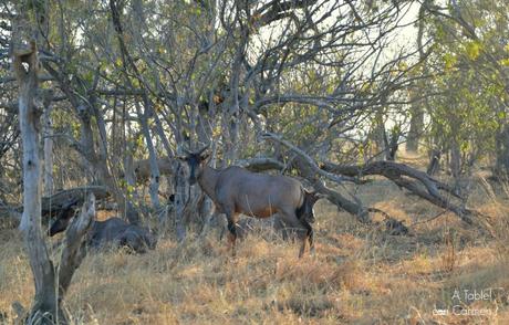 Safari en Botswana, la Autenticidad de Savute