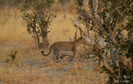 Safari en Botswana, la Autenticidad de Savute