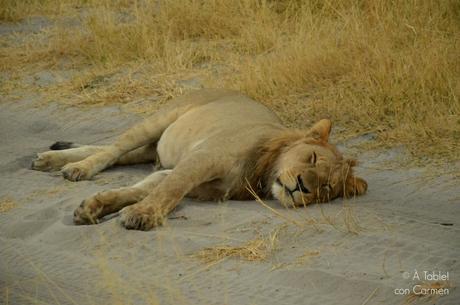 Safari en Botswana, la Autenticidad de Savute