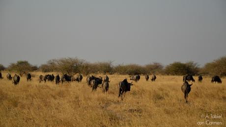 Safari en Botswana, la Autenticidad de Savute