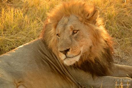 Safari en Botswana, la Autenticidad de Savute