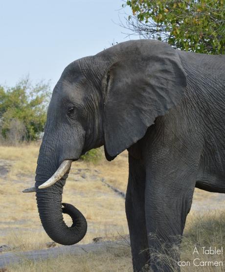 Safari en Botswana, la Autenticidad de Savute