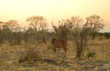 Safari en Botswana, la Autenticidad de Savute