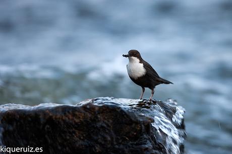 Mirlo acuático el inquieto