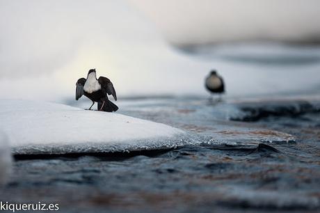 Mirlo acuático el inquieto