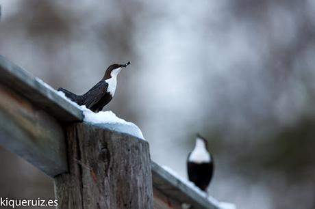 Mirlo acuático el inquieto