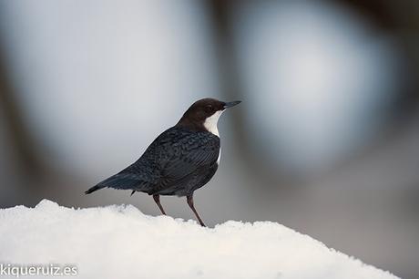 Mirlo acuático el inquieto