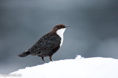 Mirlo acuático el inquieto
