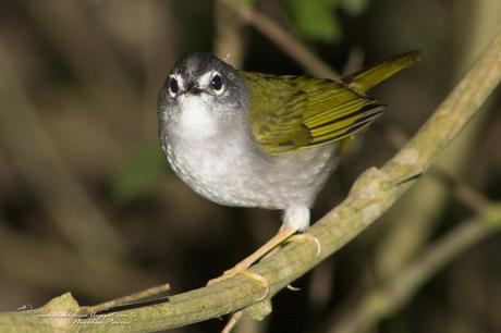 Arañero Silbón (White-rimmed Warbler) Myiothlypis leucoblephara