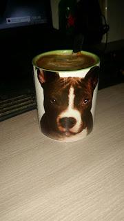 Crónica del primer circuito andaluz benéfico de padel para mascotas