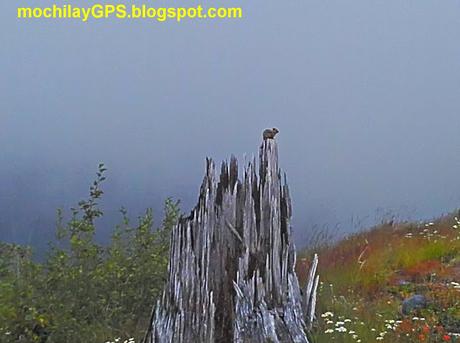 Viaje por el Noroeste de los Estados Unidos I