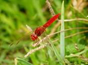 libélula migradora
