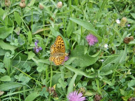 Valle de Pineta - Mariposa