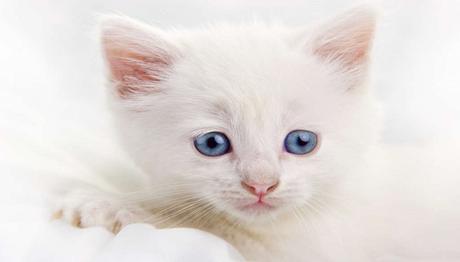 Los gatos y las enfermedades oculares 