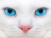 Enfermedades Oculares Gatos Aprende Diagnosticarlas