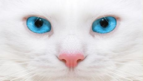 Enfermedades oculares en gatos 