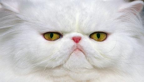 las enfermedades oculares en los gatos 