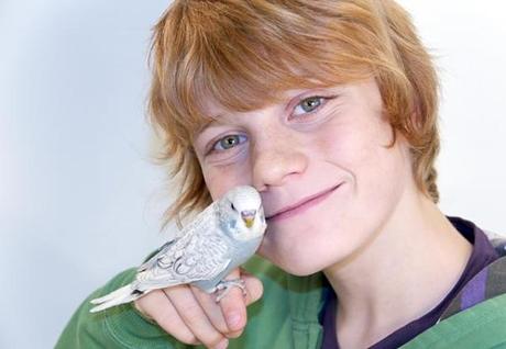 entrenar a un periquito