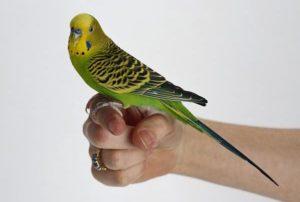 entrenar-a-un-periquito-2