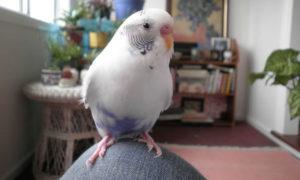 entrenar-a-un-periquito-4
