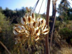 160928-flor-hinojo-3