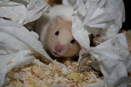 enfermedades-de-los-hamsters-2