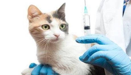 que vacunas se les ponen a los gatos
