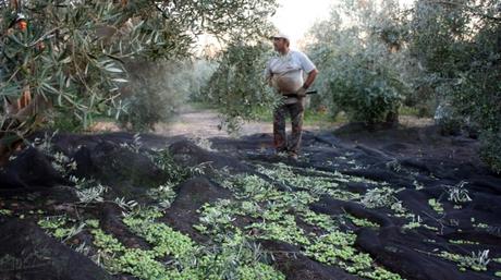 aceite, aceite oliva, aceite oliva extra, aceite oliva virgen extra, aceite oliva virgen, picual, jornets, olis de jornets, blog solo yo, solo yo, blogger alicante, 