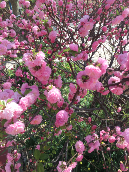 SEGUIMOS CON CLEMENTINA