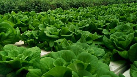 Lechugas listas para la cosecha en el techo de Aleinu. Foto de Abigail Klein Leichman.