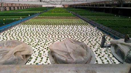 Hélices grandes pasan sobre las plantas y atrapan los insectos en las redes. Foto de Abigail Klein Leichman.