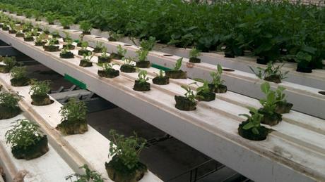  Las verduras de Aleinu se cultivan en un sistema de cubetas que se separan automáticamente a medida que las plantas crecen. Foto de Abigail Klein Leichman. 